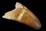 Cretaceous Fossil Crocodile Tooth - Morocco #159138-1